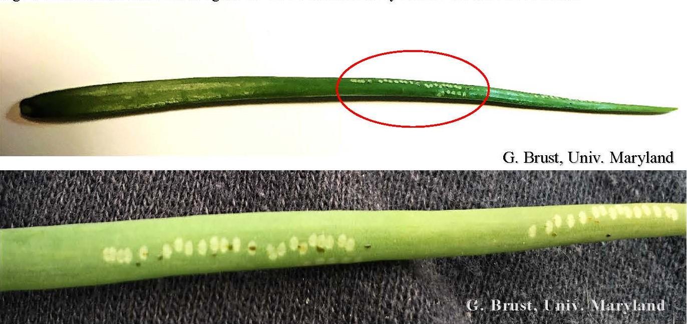 Check for Allium Leaf Miner in Onions and Leeks Over the Next Few Weeks
